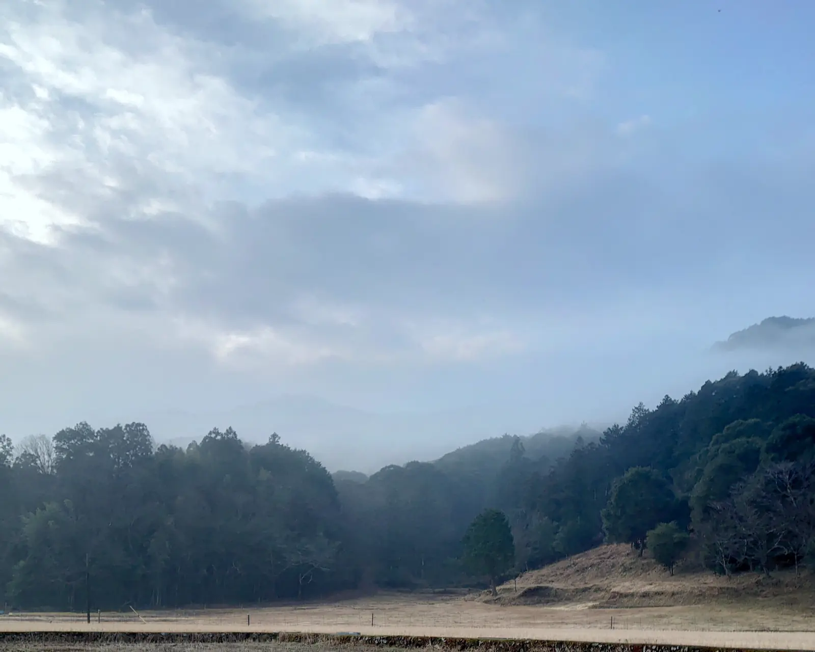 朝霧が木立と草地を包む高知・佐川町の風景