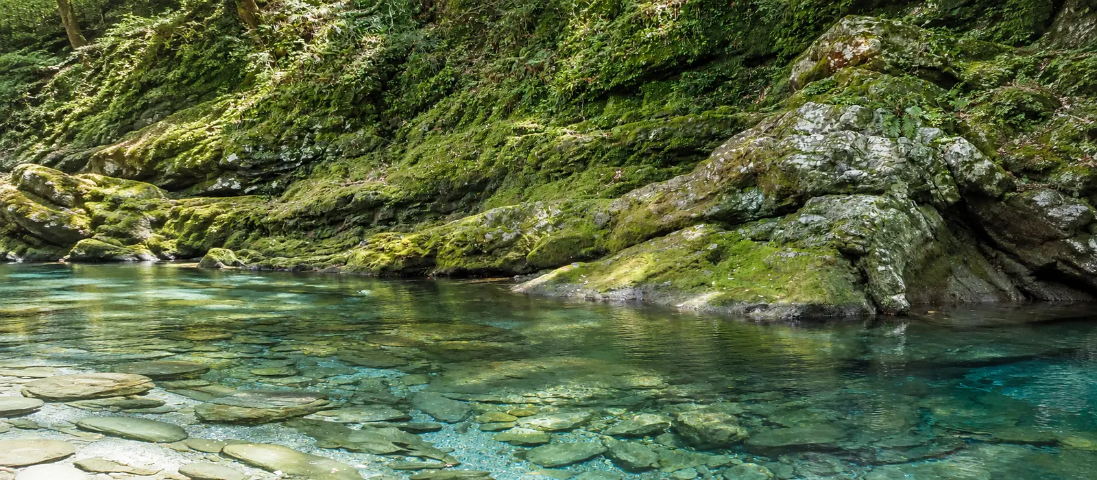 山を背景に青々とした水田が広がる初夏の風景