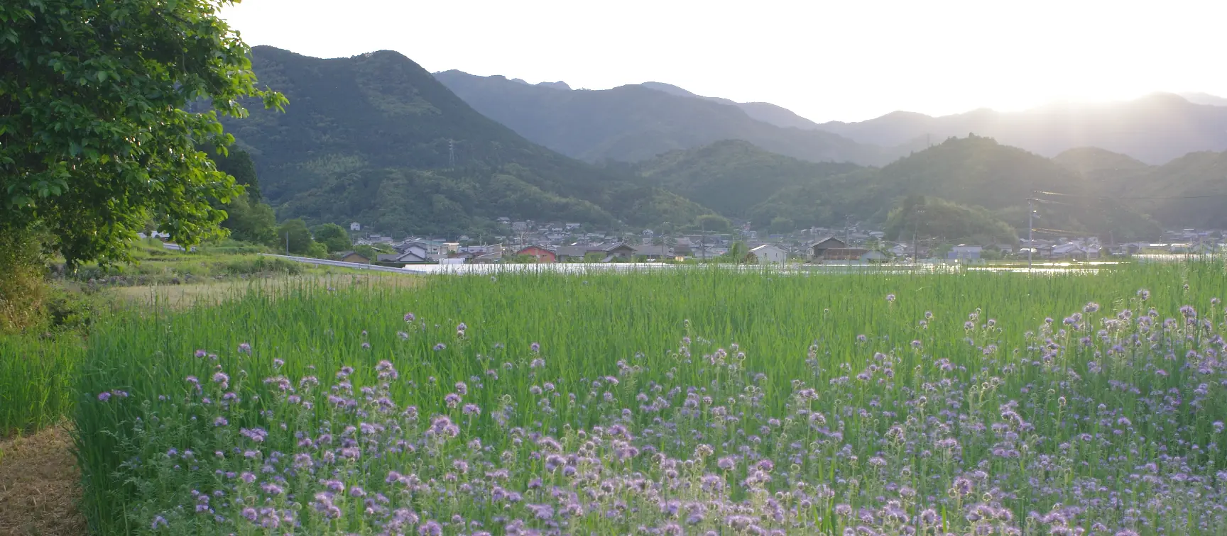 草花と田畑の向こうに集落と山並みが広がる高知・佐川町の風景