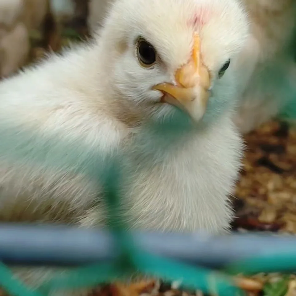 ごとうもみじという品種の鶏のヒヨコたちを飼っている。